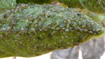 aphids_winged_wingless_zoom